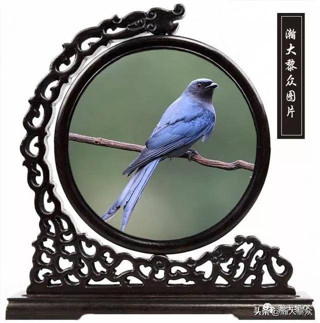 常见观赏鸟有哪些（五观赏鸟大全）(28)