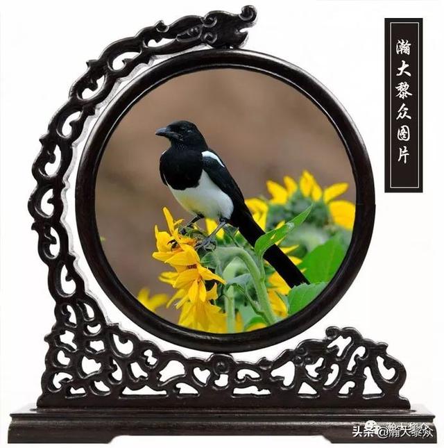 常见观赏鸟有哪些（五观赏鸟大全）(12)