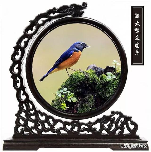 常见观赏鸟有哪些（五观赏鸟大全）(60)