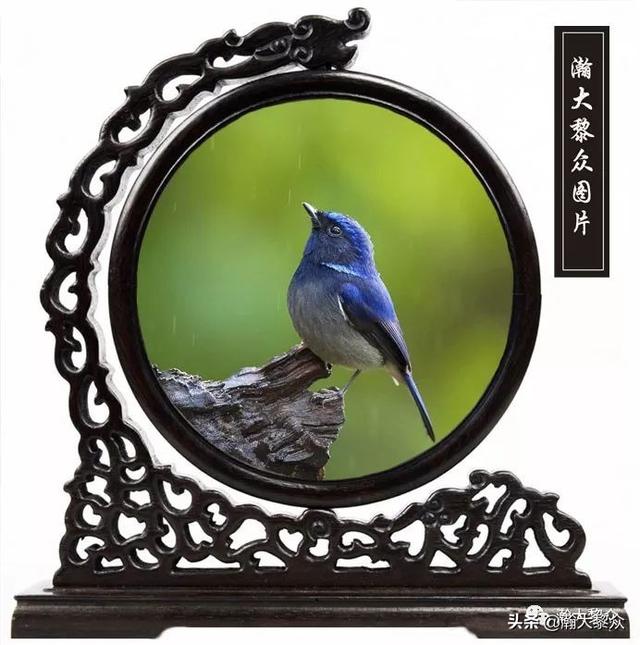 常见观赏鸟有哪些（五观赏鸟大全）(19)