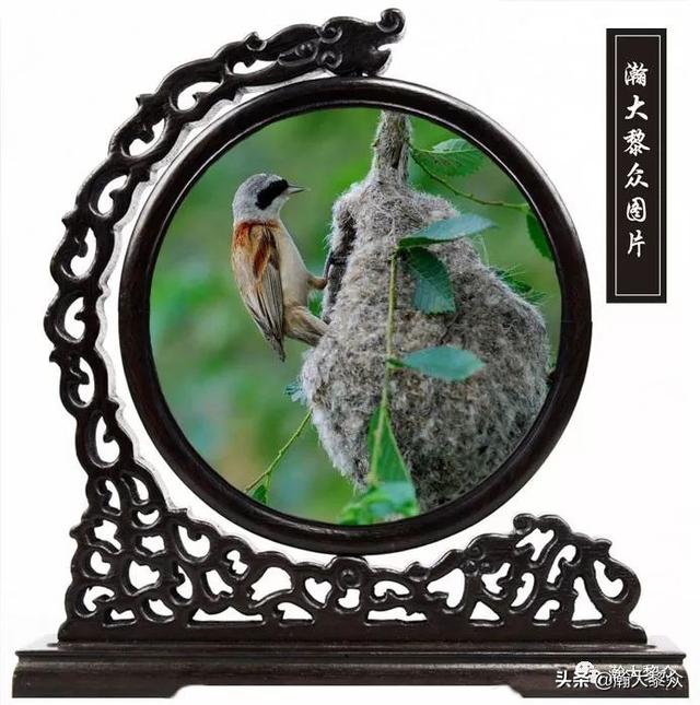 常见观赏鸟有哪些（五观赏鸟大全）(45)