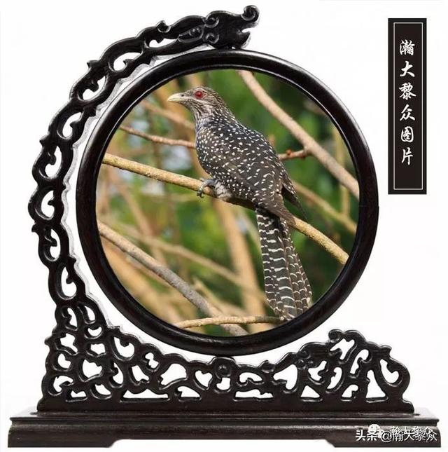 常见观赏鸟有哪些（五观赏鸟大全）(37)