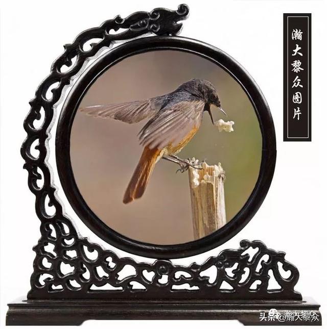 常见观赏鸟有哪些（五观赏鸟大全）(44)