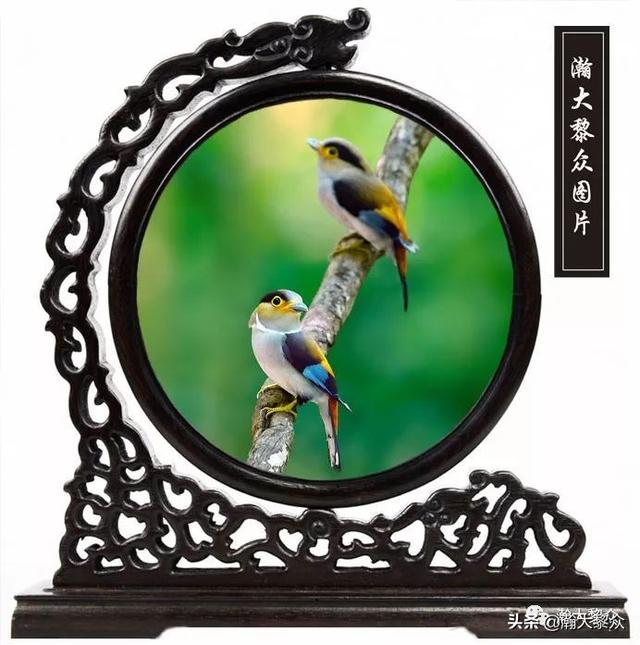 常见观赏鸟有哪些（五观赏鸟大全）(32)