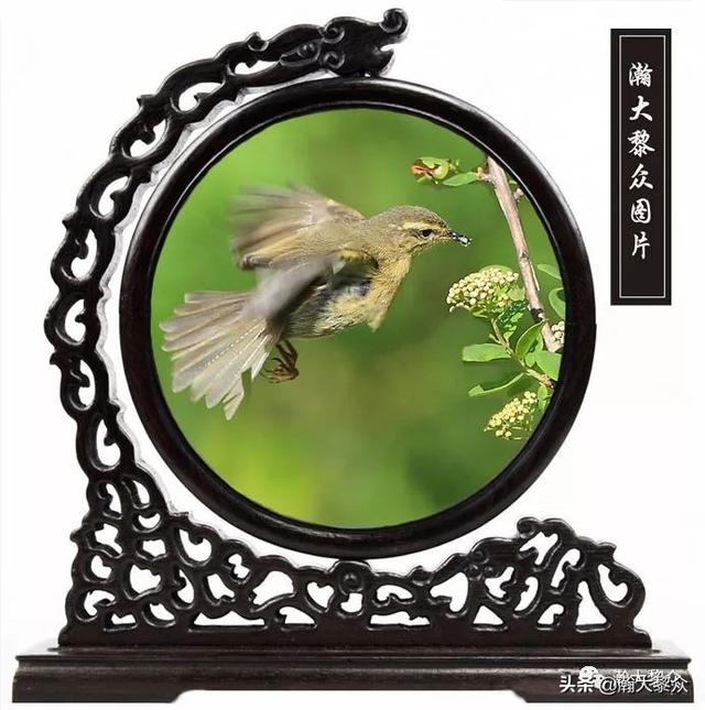 常见观赏鸟有哪些（五观赏鸟大全）(62)