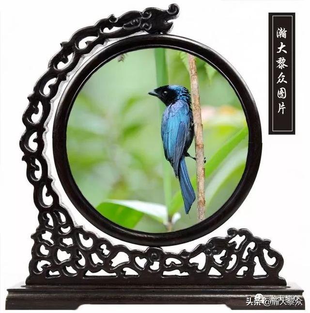 常见观赏鸟有哪些（五观赏鸟大全）(16)