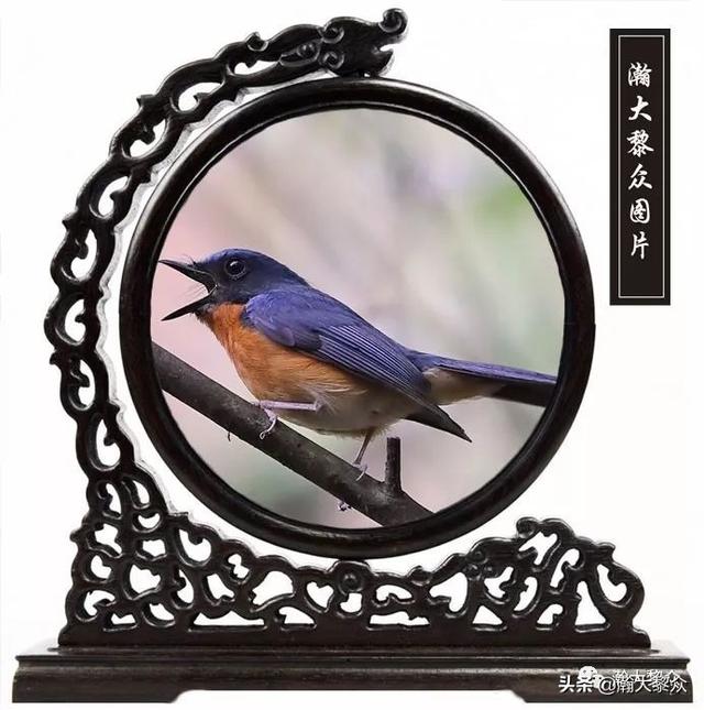 常见观赏鸟有哪些（五观赏鸟大全）(49)