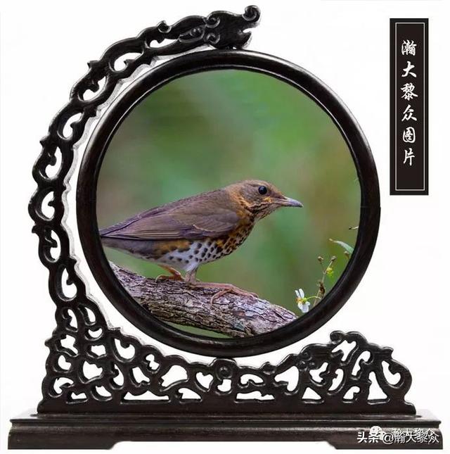 常见观赏鸟有哪些（五观赏鸟大全）(9)