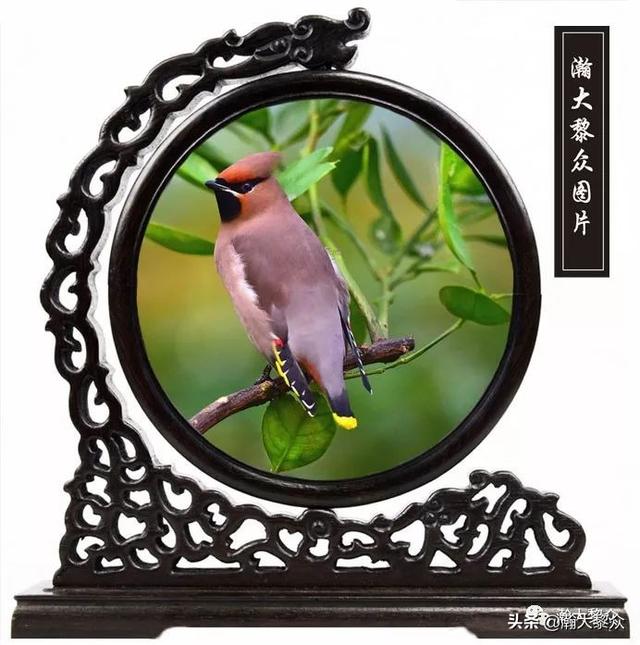 常见观赏鸟有哪些（五观赏鸟大全）(2)