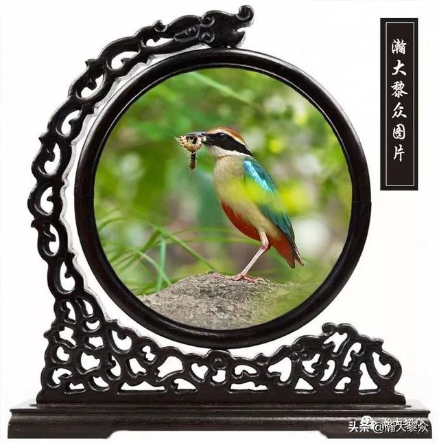 常见观赏鸟有哪些（五观赏鸟大全）(14)