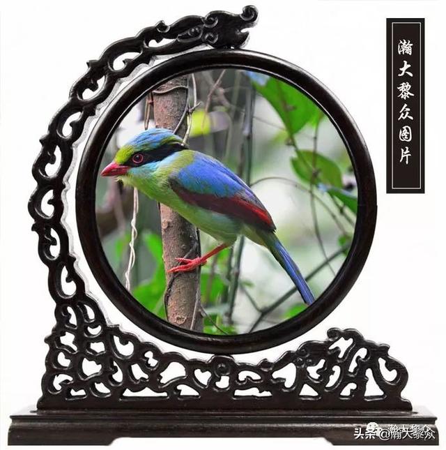 常见观赏鸟有哪些（五观赏鸟大全）(33)