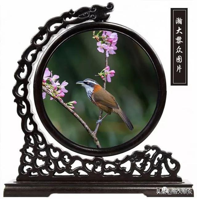 常见观赏鸟有哪些（五观赏鸟大全）(66)