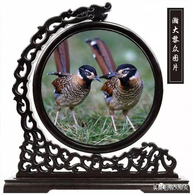 常见观赏鸟有哪些（五观赏鸟大全）(29)