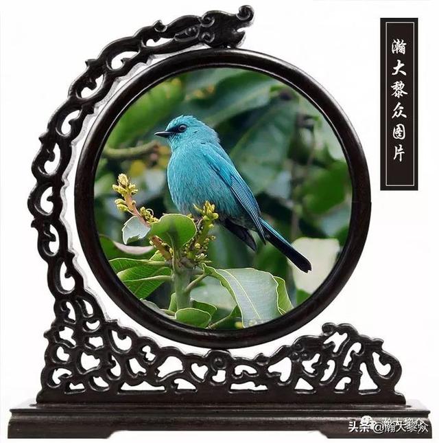 常见观赏鸟有哪些（五观赏鸟大全）(5)