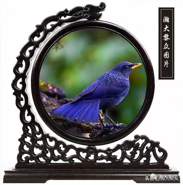 常见观赏鸟有哪些（五观赏鸟大全）(57)