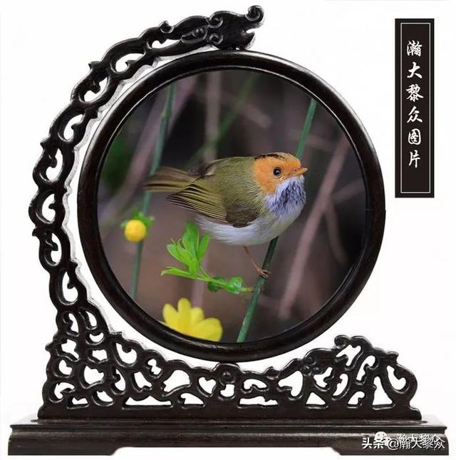 常见观赏鸟有哪些（五观赏鸟大全）(67)