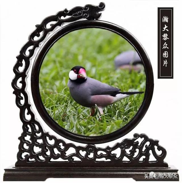 常见观赏鸟有哪些（五观赏鸟大全）(42)