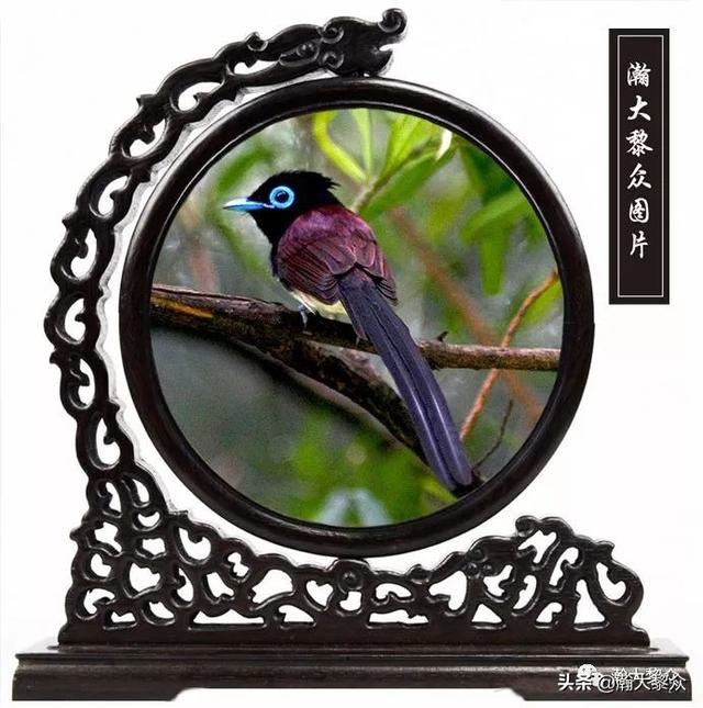 常见观赏鸟有哪些（五观赏鸟大全）(56)