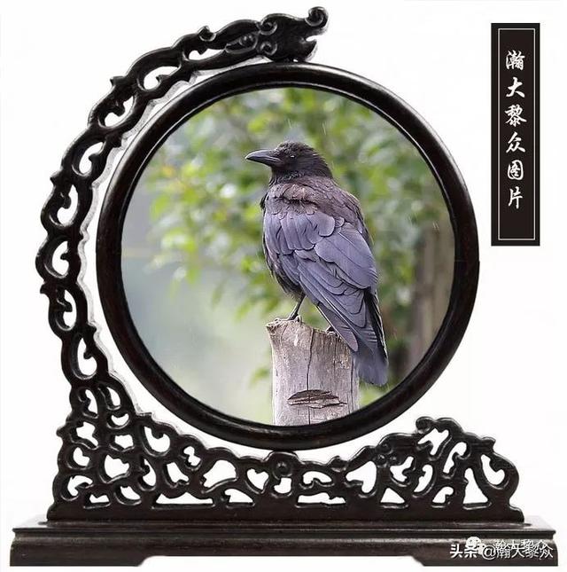 常见观赏鸟有哪些（五观赏鸟大全）(22)