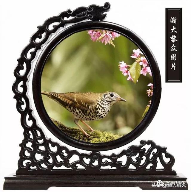 常见观赏鸟有哪些（五观赏鸟大全）(38)