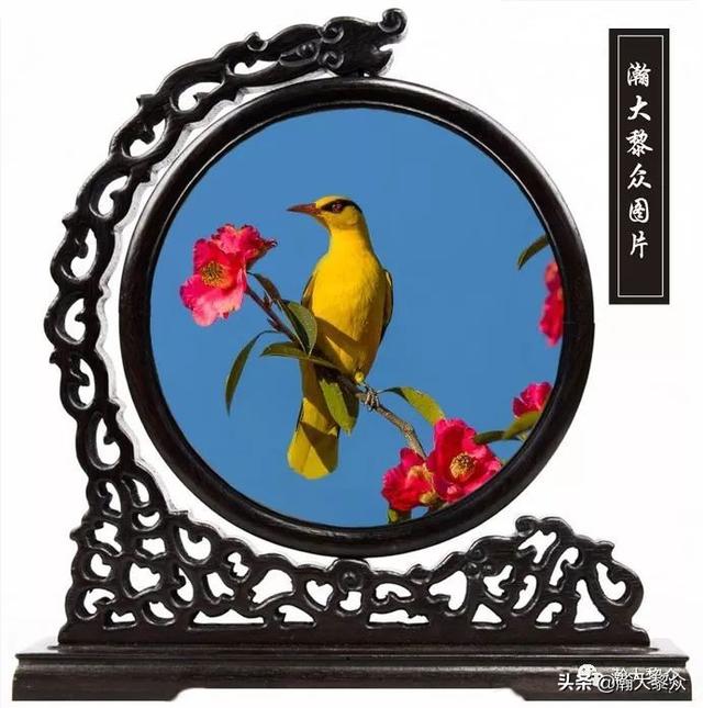 常见观赏鸟有哪些（五观赏鸟大全）(13)