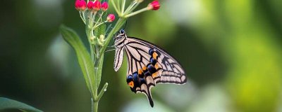 ​蝴蝶是怎么避雨的相关资料 蝴蝶是如何避雨的家在哪里