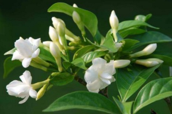 茉莉花什么季节开花，春夏5～8月份开花(图4)