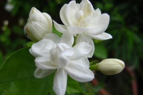 茉莉花什么季节开花，春夏5～8月份开花(图1)