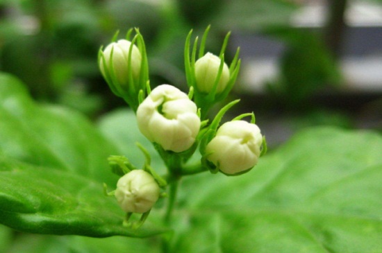茉莉花什么季节开花，春夏5～8月份开花(图3)