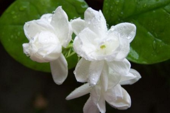 茉莉花什么季节开花，春夏5～8月份开花(图2)