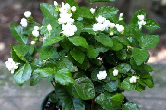 茉莉花移栽注意事项(图4)