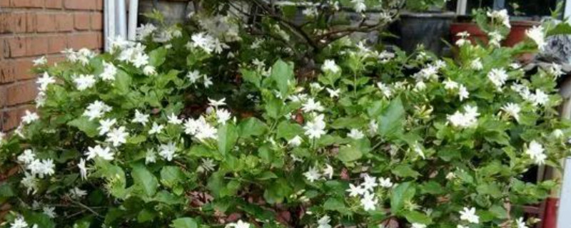 茉莉花移栽注意事项(图1)