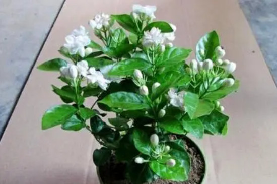 茉莉花移栽注意事项(图2)