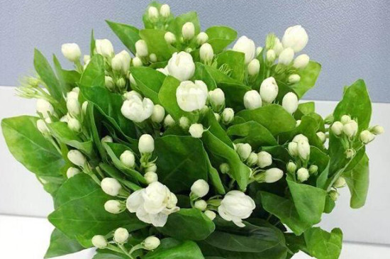 茉莉花移栽注意事项(图3)