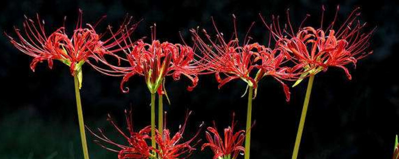 红花石蒜是彼岸花吗（图）(图1)