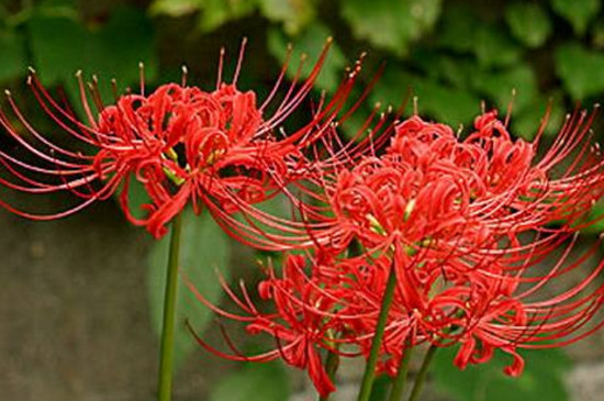 红花石蒜是彼岸花吗（图）(图4)