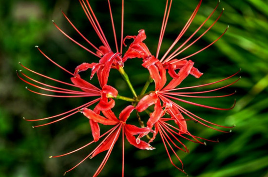 红花石蒜是彼岸花吗（图）(图2)