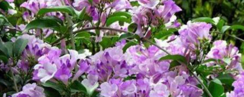 四季红木香的养殖方法(图1)