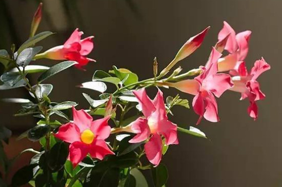 四季红木香的养殖方法(图4)