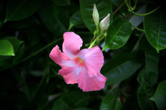 四季红木香的养殖方法(图2)