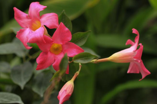 四季红木香的养殖方法(图3)