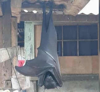 ​一种个头跟人一样大的巨型蝙蝠你见过吗？