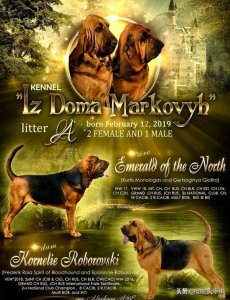 ​世界名犬之恶魔的法官——血缇