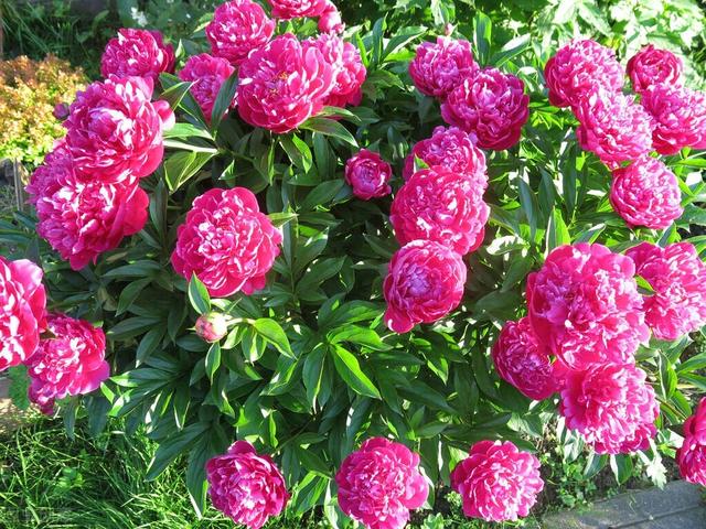 描写牡丹花最好的诗句(10首国色天香的牡丹花诗词)(2)