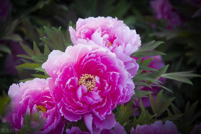 描写牡丹花最好的诗句(10首国色天香的牡丹花诗词)(6)