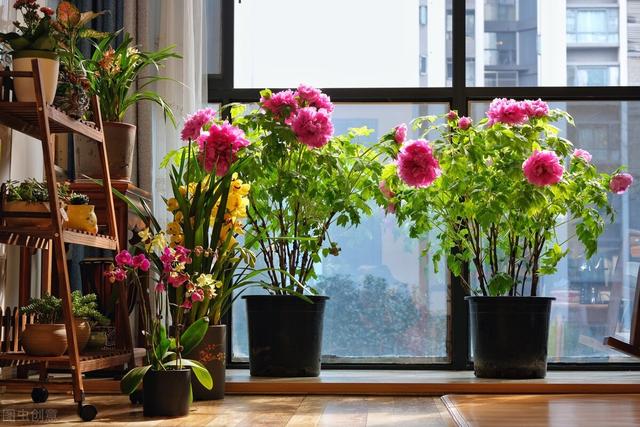 描写牡丹花最好的诗句(10首国色天香的牡丹花诗词)(7)