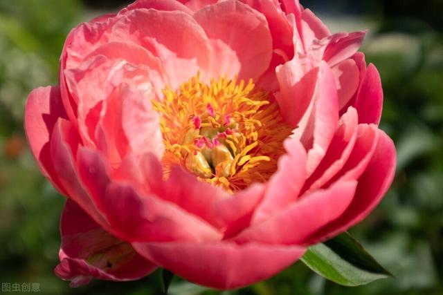 描写牡丹花最好的诗句(10首国色天香的牡丹花诗词)(1)