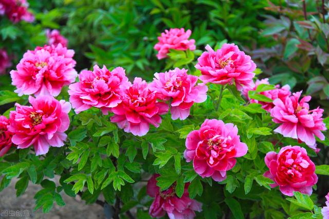 描写牡丹花最好的诗句(10首国色天香的牡丹花诗词)(4)