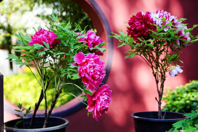 描写牡丹花最好的诗句(10首国色天香的牡丹花诗词)(3)