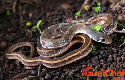 ​做梦梦到蛇是什么意思？梦到蛇预示着什么？